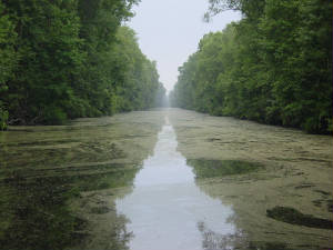 Great Dismal Swamp & South Mills.jpg