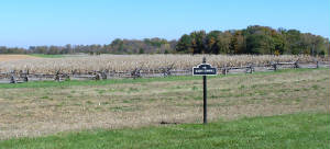 Millers Cornfield Antietam.jpg